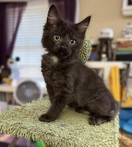 A baby small-sized male Domestic Short Hair cat named Void for adoption in Sacramento, CA