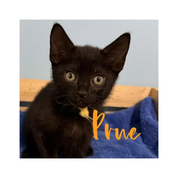 A baby small-sized female Domestic Short Hair cat named Prue for adoption in Canton, GA
