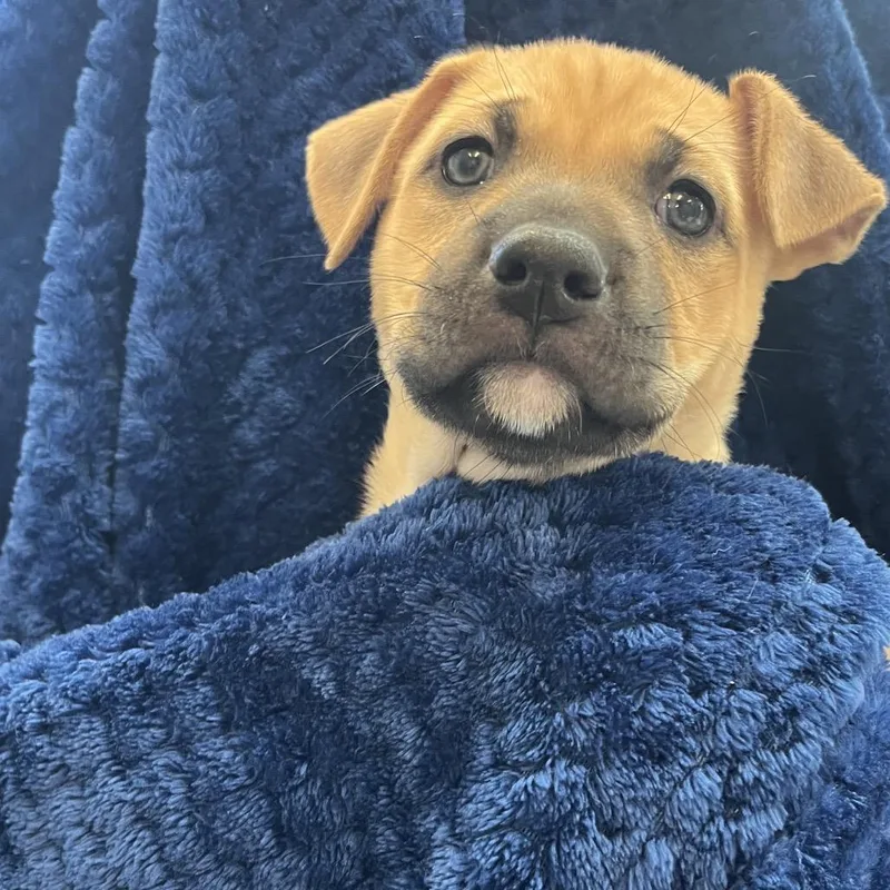A baby medium-sized female Yellow / Tan / Blond / Fawn Boxer dog named Ozzy for adoption in Kanab, UT