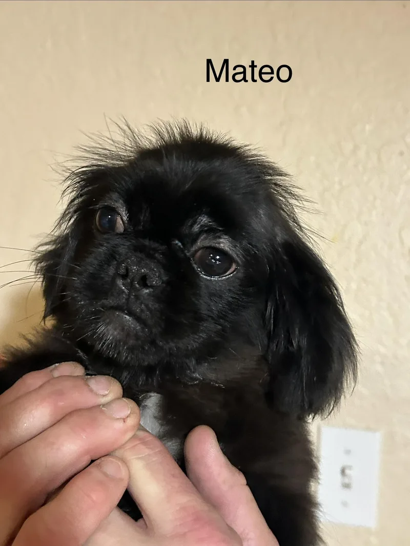 A baby small-sized male Red / Chestnut / Orange Pekingese dog named Mateo for adoption in Texarkana, TX
