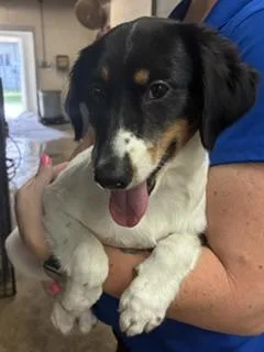 An adult small-sized female Australian Shepherd dog named April for adoption in Gainesville, FL