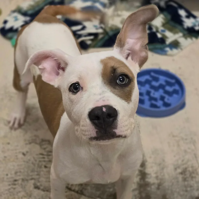 A baby medium-sized male White / Cream Mixed Breed dog named Sherlock Bones for adoption in Columbia, MO
