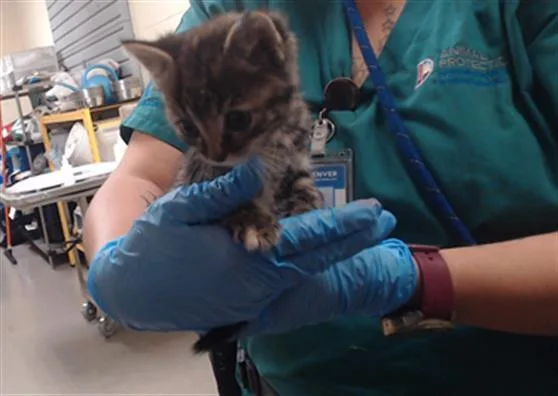 A baby small-sized female Domestic Short Hair cat named Milk for adoption in Denver, CO