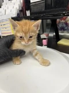 A baby small-sized male Domestic Short Hair cat named Moose for adoption in Stockton, CA