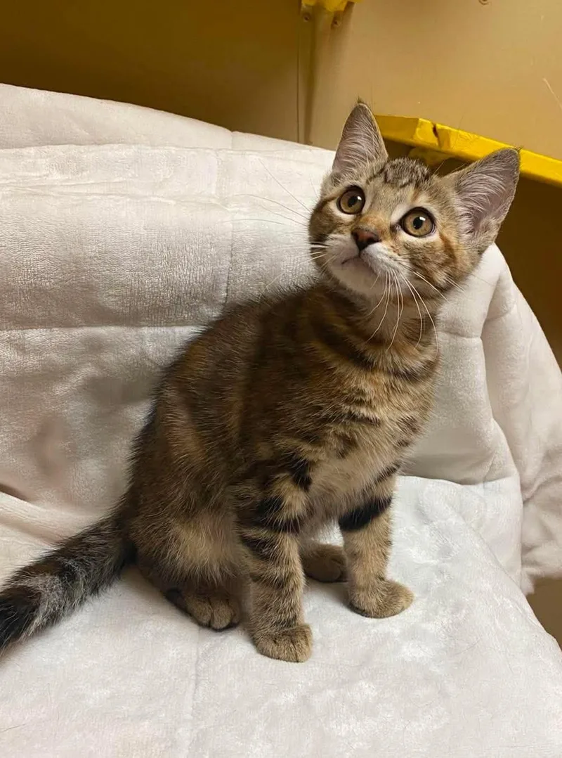 A baby medium-sized female Torbie Domestic Short Hair cat named Peach Pie for adoption in Maryville, MO