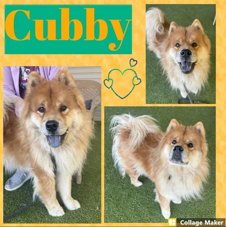 An adult medium-sized male Chow Chow dog named Cubby for adoption in Clearfield, PA