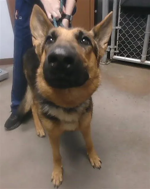 A young large-sized female German Shepherd Dog dog named Maya for adoption in Phoenix, AZ