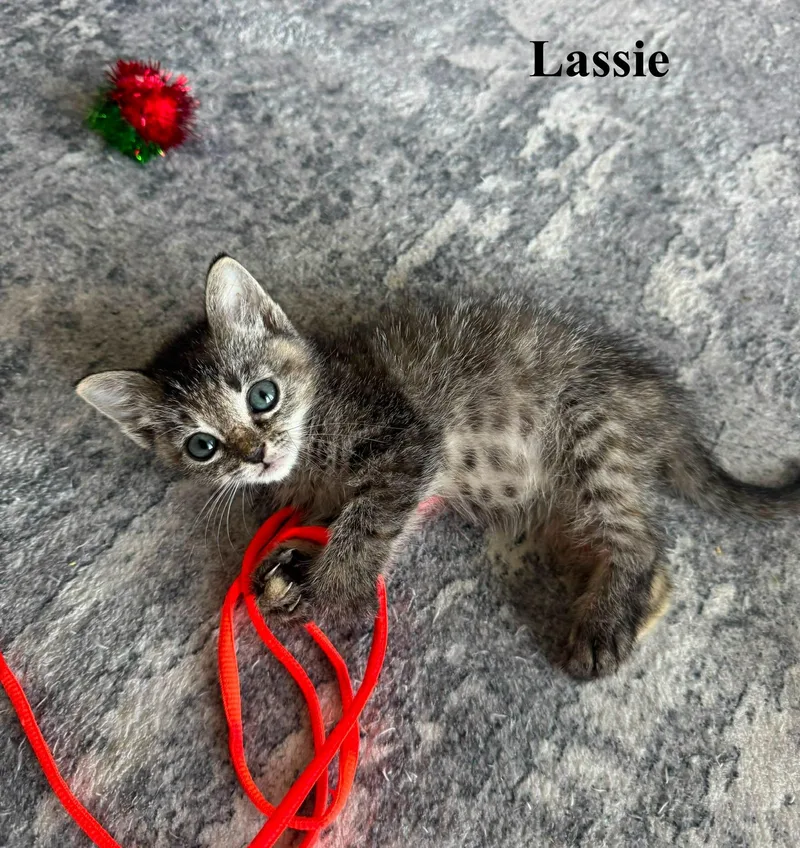 Lassie thumbnail 2
