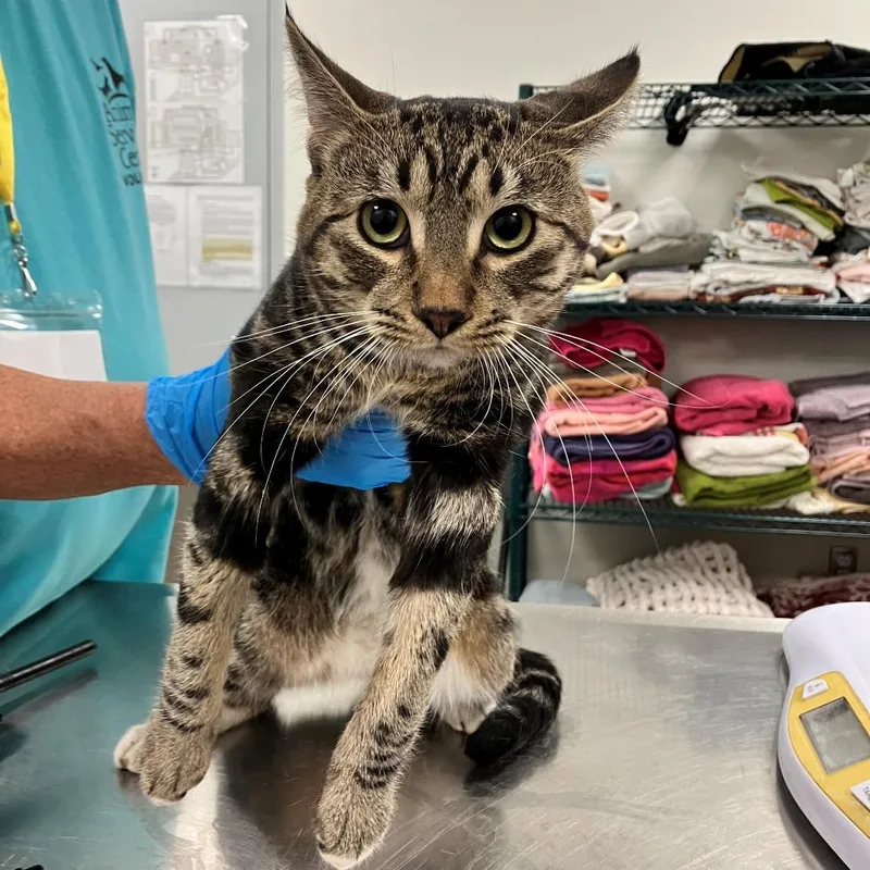 An adult medium-sized male Brown / Chocolate Domestic Short Hair cat named Link for adoption in Las Cruces, NM
