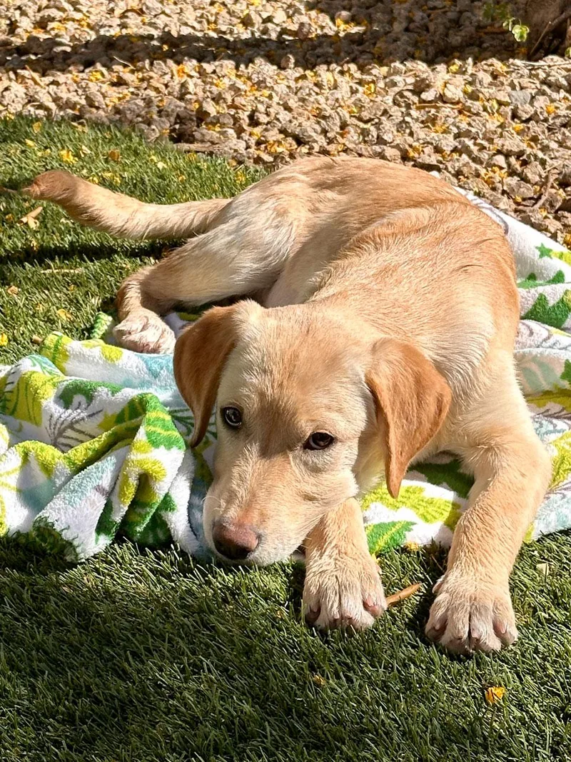 A baby large-sized female Labrador Retriever dog named Sunny for adoption in Glendale, AZ