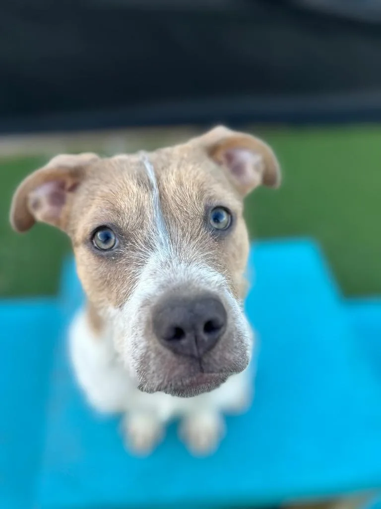 A baby medium-sized female Terrier dog named Gracie for adoption in Detroit, MI
