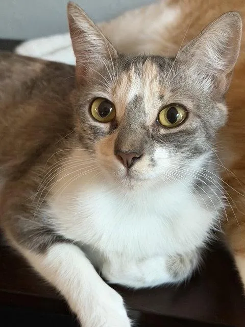 An adult medium-sized female Domestic Short Hair cat named S'mores for adoption in Dripping Springs, TX