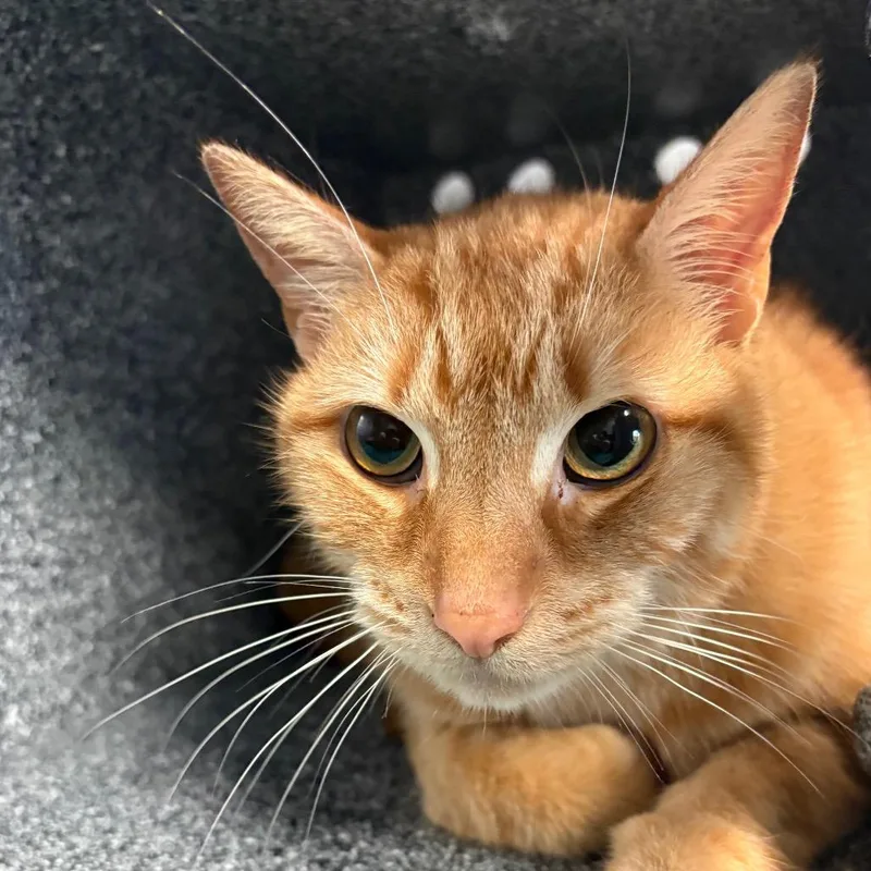 An adult large-sized male Orange / Red Domestic Short Hair cat named Bernard for adoption in Birdsboro, PA
