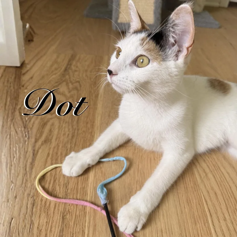 An adult medium-sized female Domestic Short Hair cat named Dot for adoption in Spring Lake, NJ