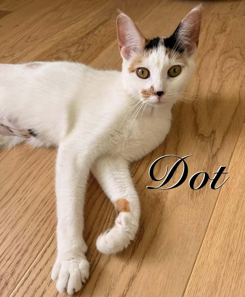Dot thumbnail 2