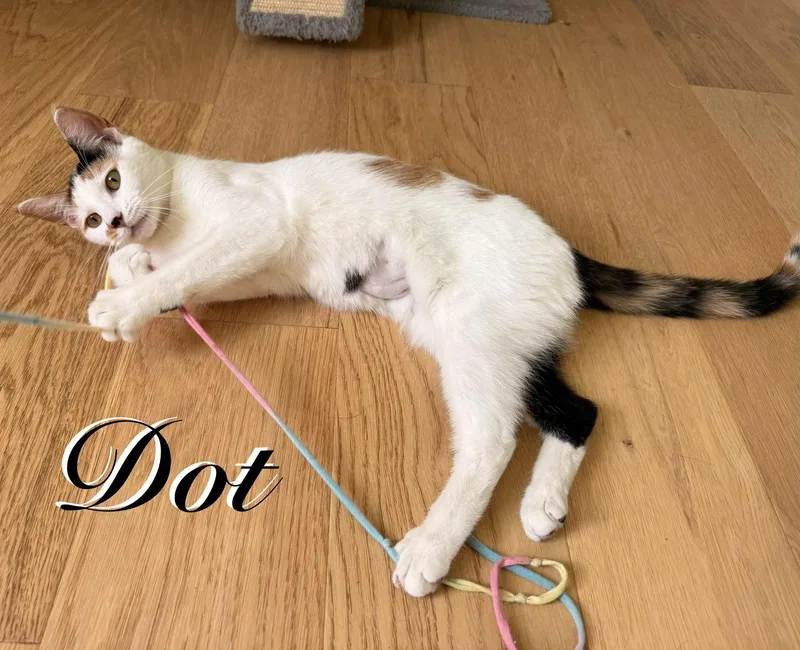 Dot thumbnail 3