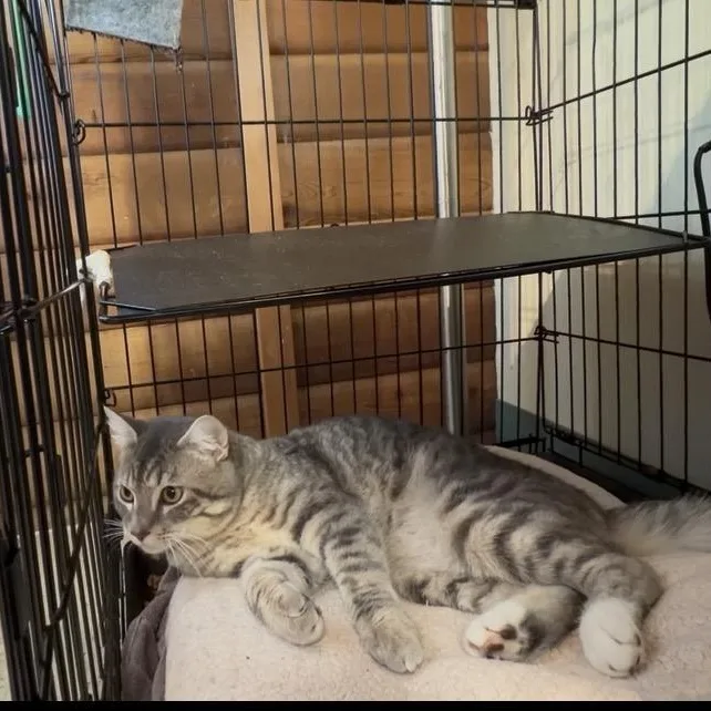 A young large-sized male Gray / Blue / Silver Domestic Medium Hair cat named Rainier for adoption in Kent, WA