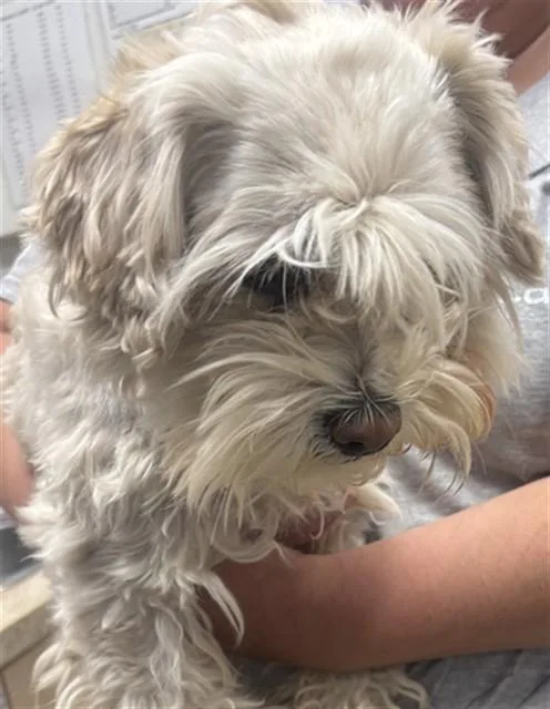 An adult small-sized male Maltese dog named Apollo for adoption in Albuquerque, NM