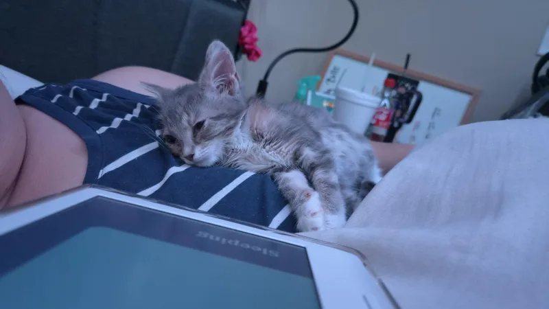 A baby medium-sized female Dilute Calico Domestic Short Hair cat named Buttercream for adoption in Tilton, IL