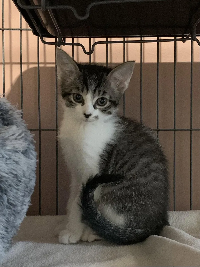 A baby medium-sized female Domestic Short Hair cat named Ladybug for adoption in Sanford, FL