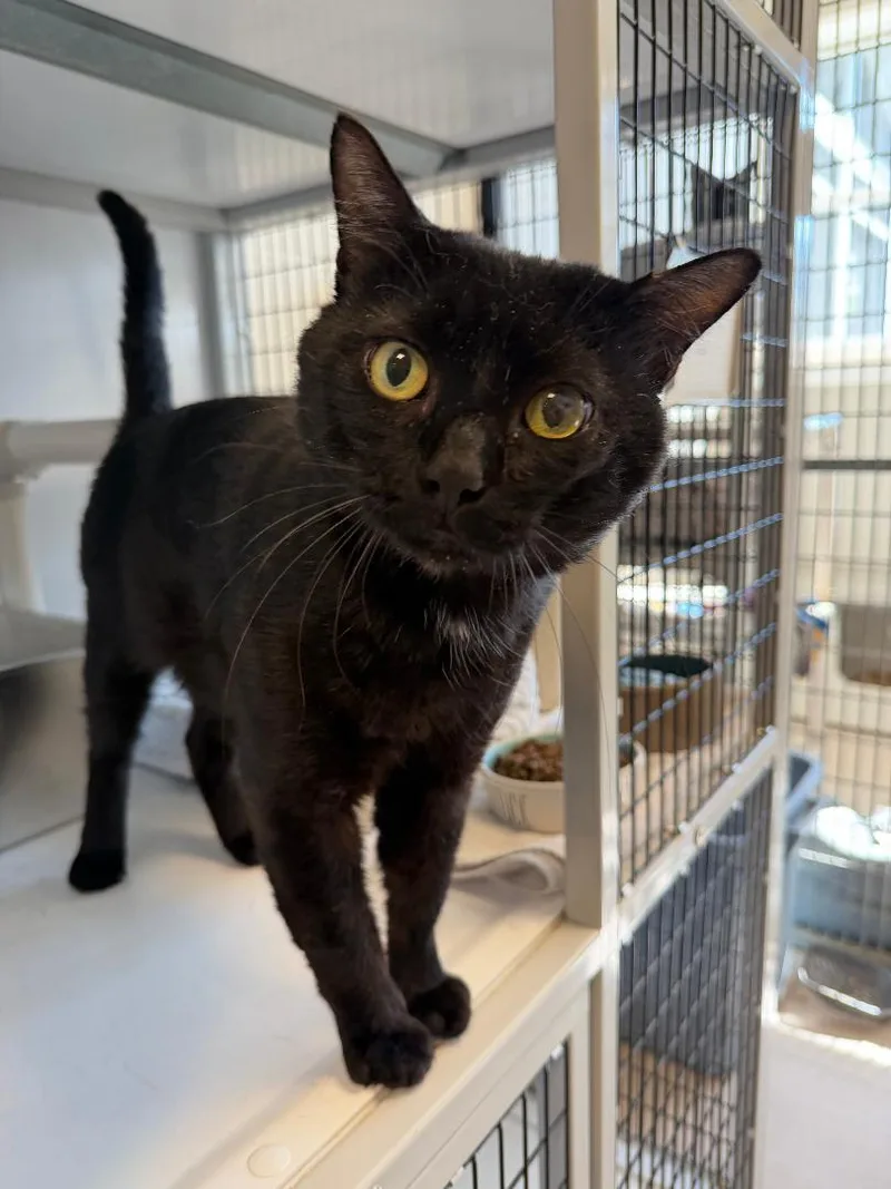 An adult medium-sized male Black Domestic Short Hair cat named Cleveland for adoption in New Milford, CT