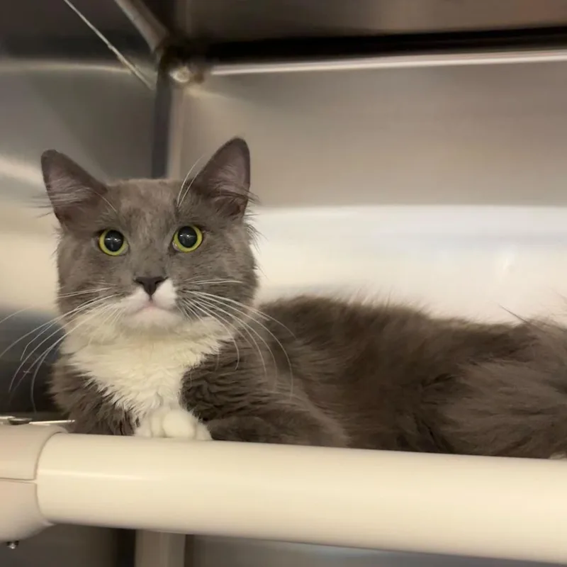 An adult medium-sized male Gray / Blue / Silver Domestic Medium Hair cat named Romeo for adoption in Wilmington, DE