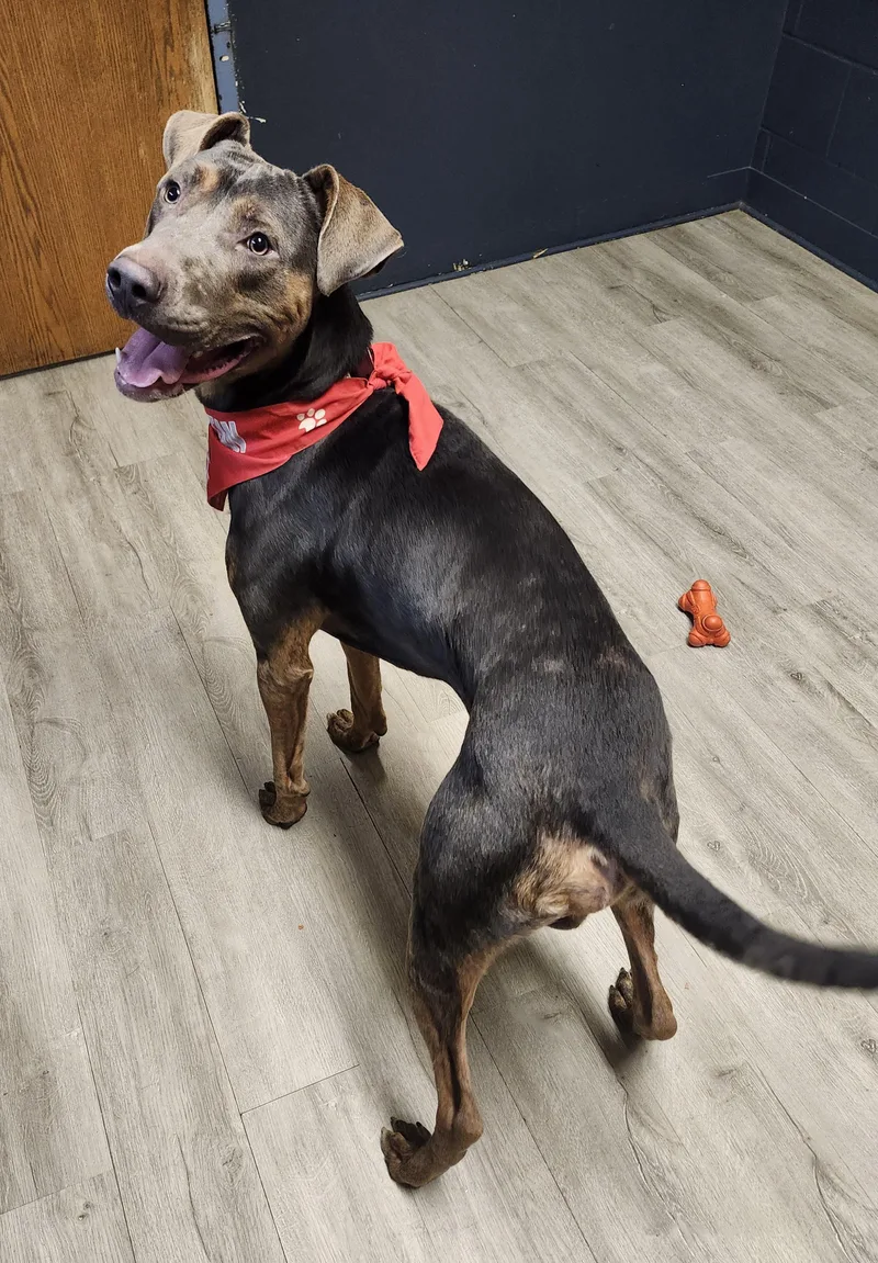 A young large-sized male Gray / Blue / Silver Doberman Pinscher dog named Bolivar for adoption in Mansfield, OH