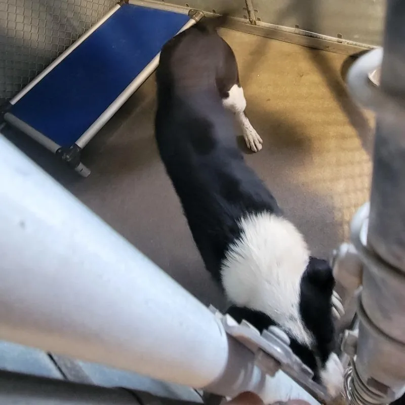 An adult medium-sized male Black Mixed Breed dog named Doug for adoption in Las Cruces, NM