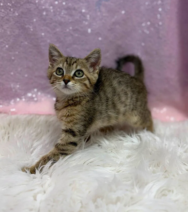 A young medium-sized female Domestic Short Hair cat named Imogen for adoption in Clarkesville, GA