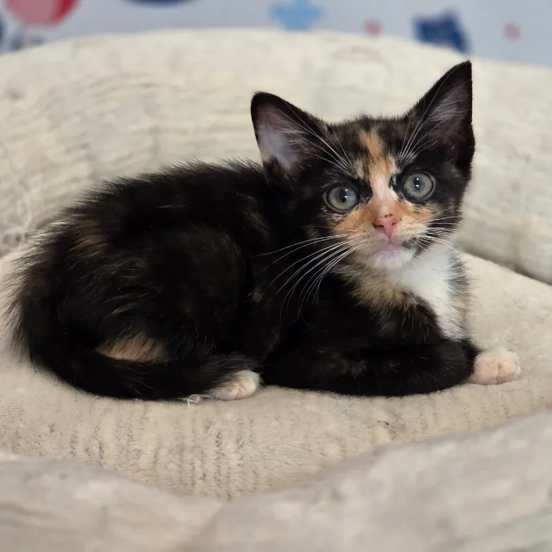 A baby small-sized female Tortoiseshell Domestic Short Hair cat named Ginger Green Tea for adoption in Fredericksburg, VA