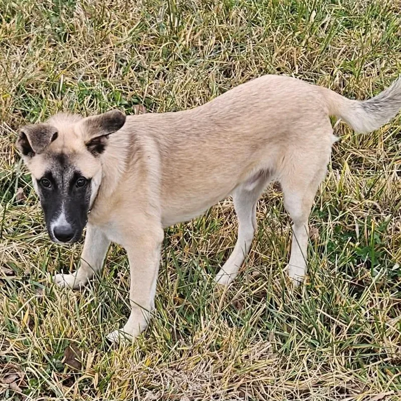 A young large-sized male Shepherd dog named Wright for adoption in Nampa, ID