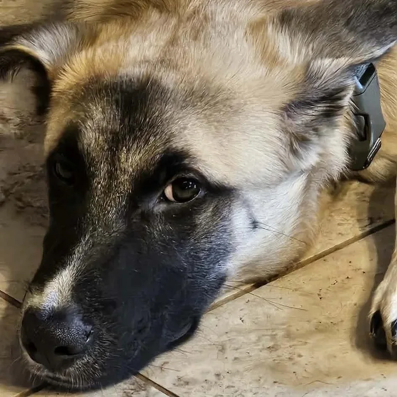 Wright thumbnail 5