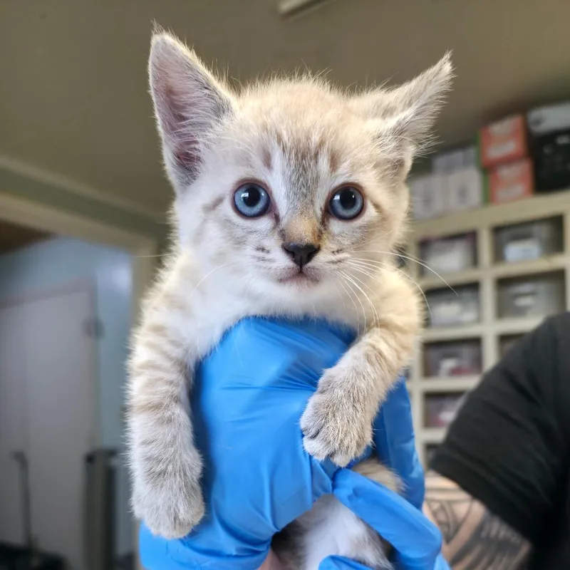 A baby small-sized female Gray / Blue / Silver Domestic Short Hair cat named Yacht for adoption in Mount Juliet, TN