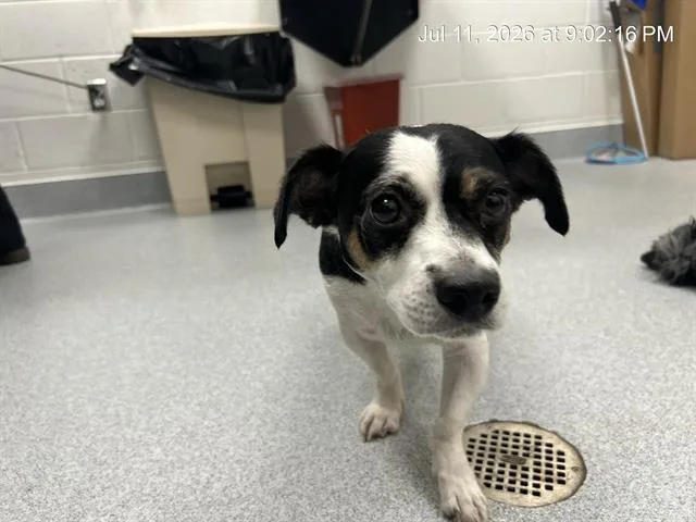 An adult small-sized male Parson Russell Terrier dog named Palmer for adoption in Ocala, FL