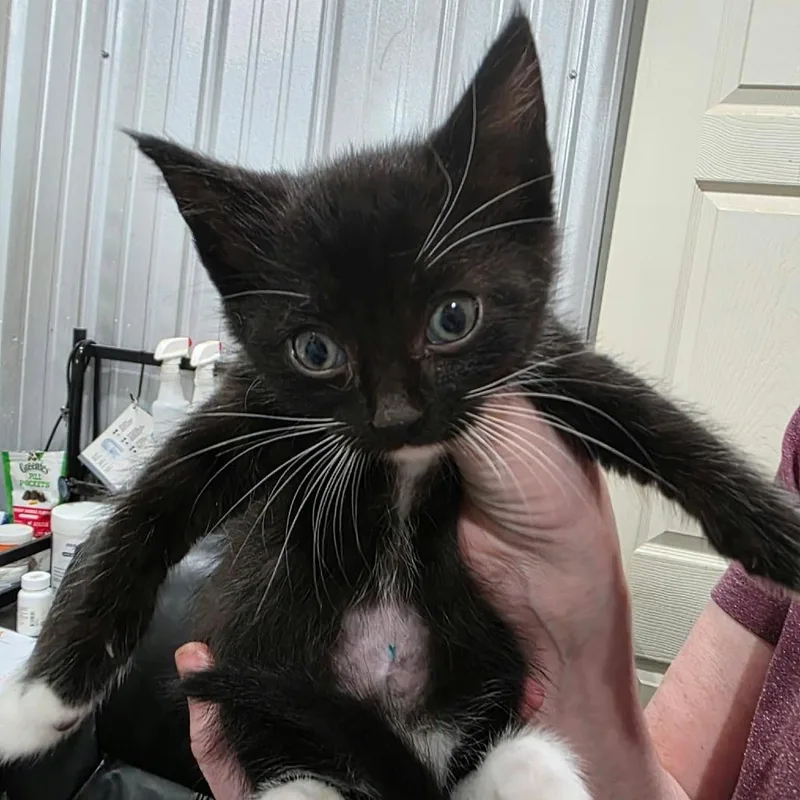 A baby small-sized male Domestic Short Hair cat named Kenneth for adoption in Amarillo, TX