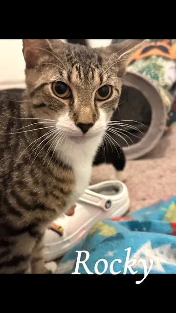 A young medium-sized male Tabby (Brown / Chocolate) Domestic Short Hair cat named Rocky for adoption in Bellmawr, NJ