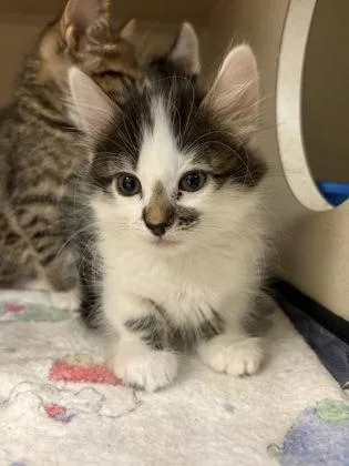 A baby medium-sized female Domestic Short Hair cat named Raley's for adoption in Sacramento, CA