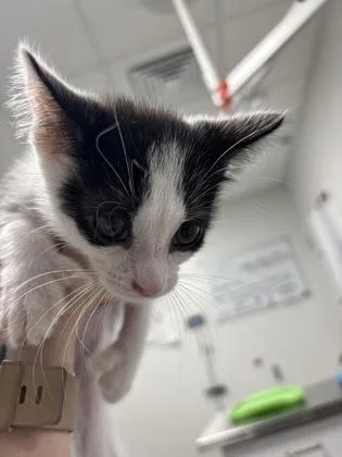 A baby small-sized male Domestic Short Hair cat named Chiku for adoption in Cumming, GA
