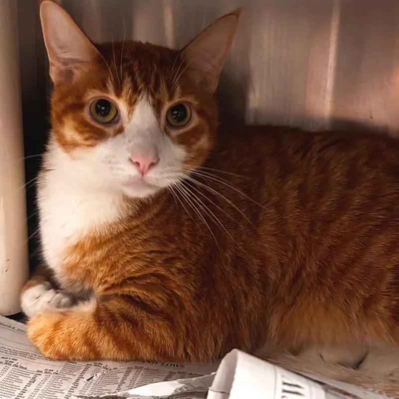 An adult large-sized male Orange / Red Domestic Short Hair cat named Timon for adoption in Belleville, IL