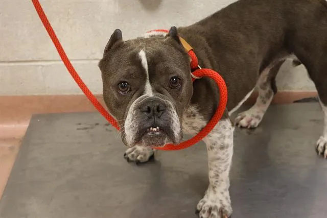An adult small-sized female Mixed Breed dog named Meatloaf for adoption in Columbia, SC