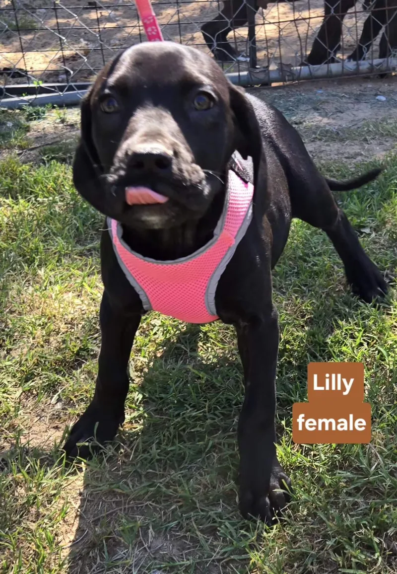 Lilly P.