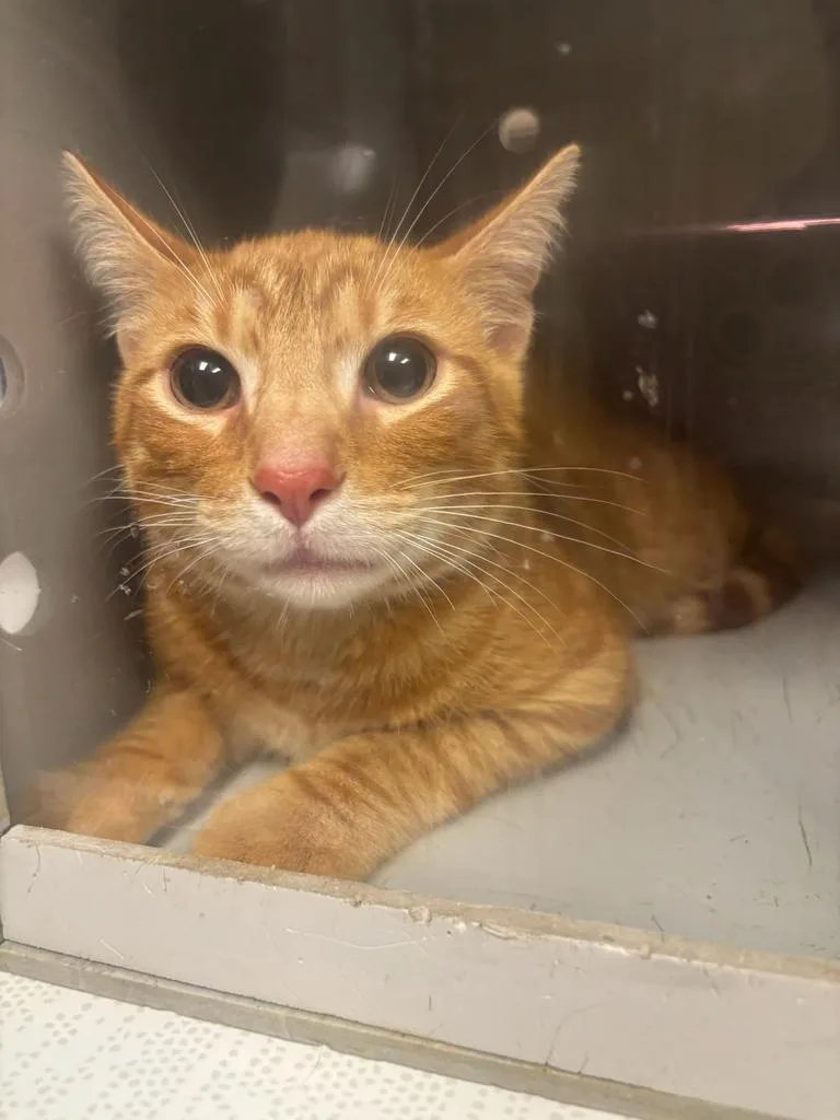 A young large-sized male Domestic Short Hair cat named Asher for adoption in Greenfield, IN