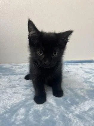 A young small-sized female Domestic Medium Hair cat named Gawein for adoption in Phoenix, AZ