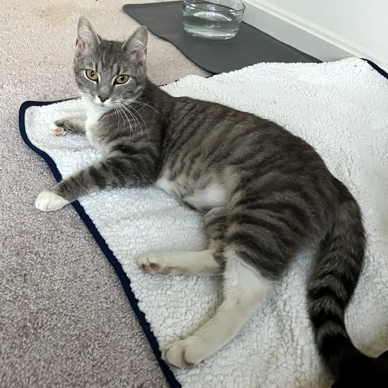 A young small-sized female Domestic Short Hair cat named Dandi for adoption in Fairfax, VA