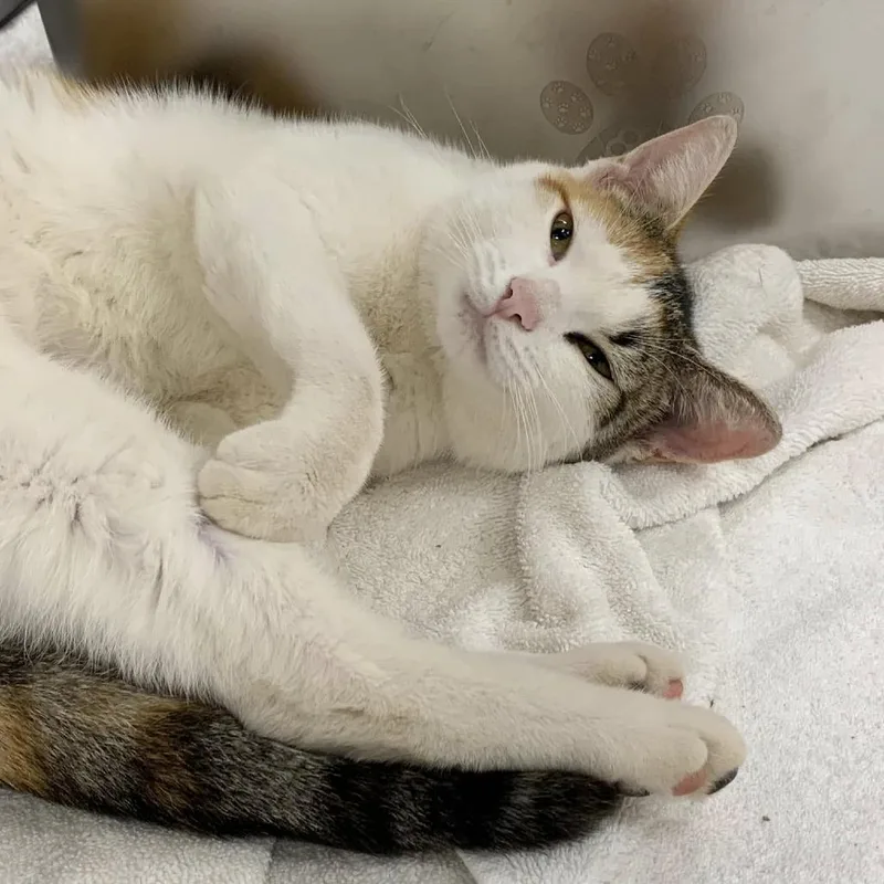 Stiletto thumbnail 2