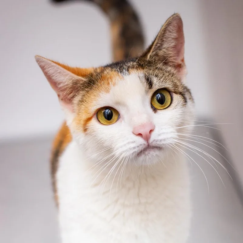 Stiletto thumbnail 3