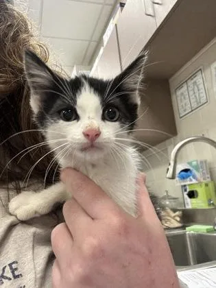 A baby small-sized male Domestic Short Hair cat named Mr. Crumbles for adoption in Fishers, IN