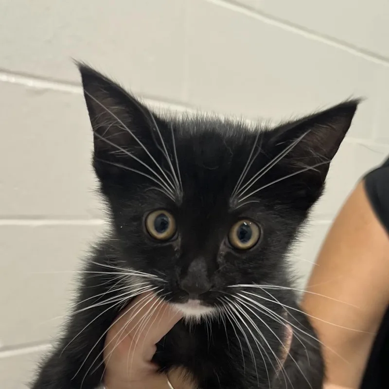 A baby small-sized male Black Domestic Short Hair cat named Young for adoption in Jacksonville, FL