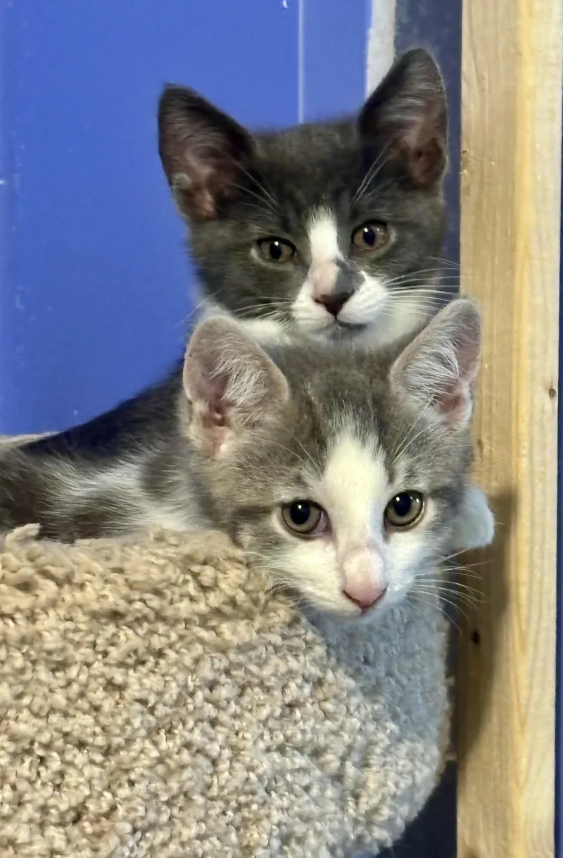 A baby medium-sized male Gray & White Domestic Short Hair cat named Moby for adoption in Albany, NY