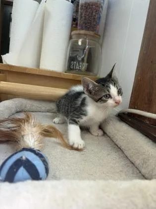 A baby medium-sized male Domestic Short Hair cat named Langdon for adoption in Burlington, WI